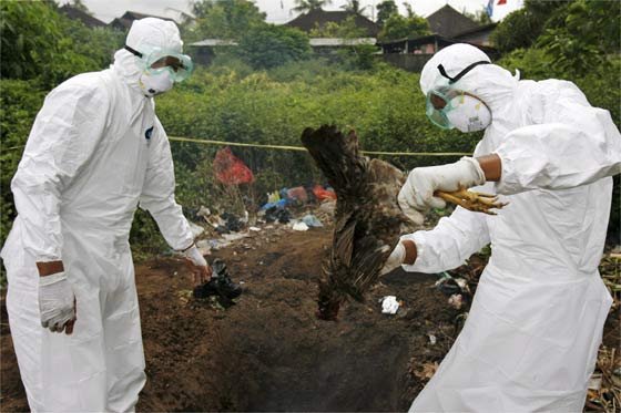 Sacrifican 80.000 pollos en el sur de Japón por brote de gripe aviar