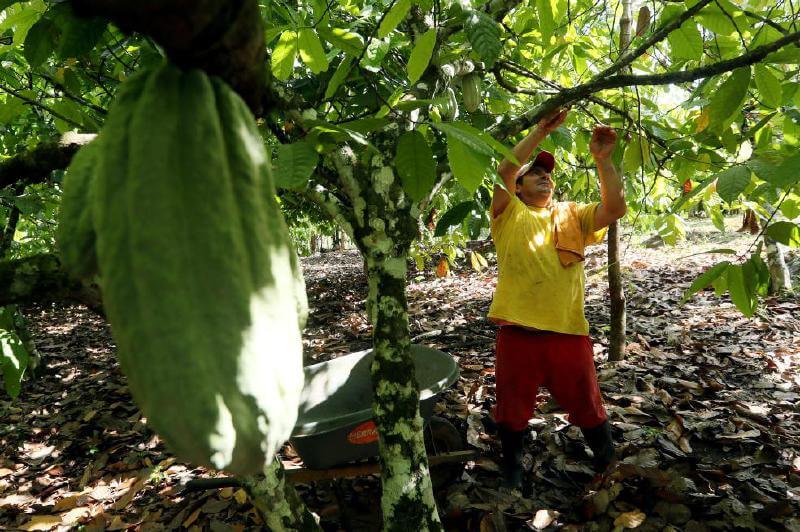 Campesinos que cambiaron la coca por cacao y los fumigaron con glifosato, buscan reparación