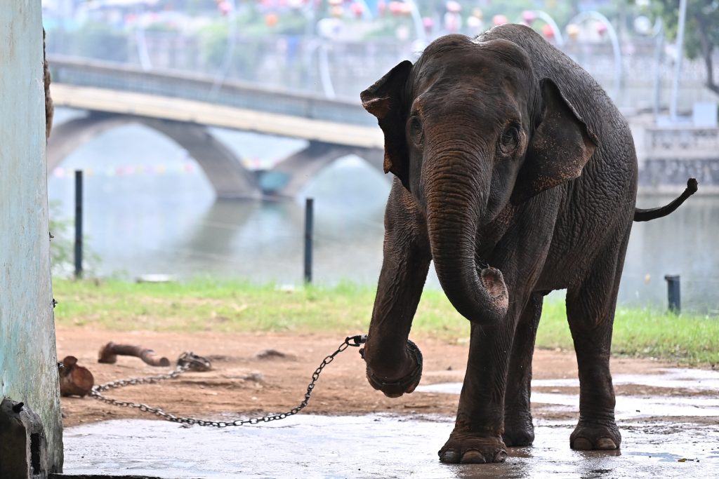 Indignación por dos elefantas que viven encadenadas en un zoológico de Vietnam