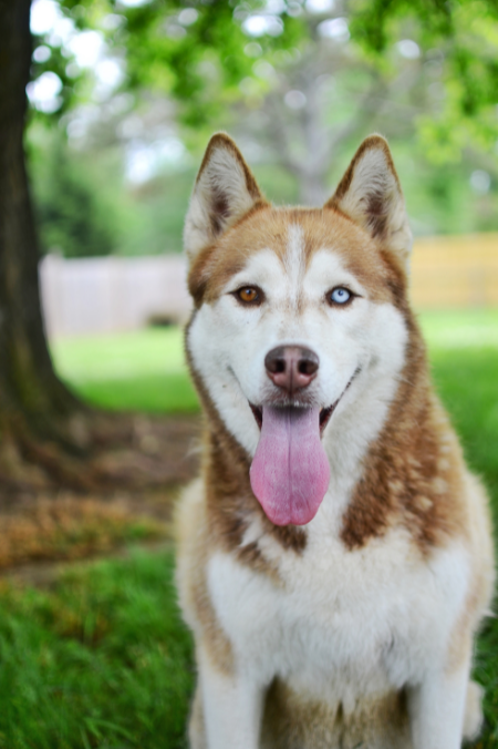 ¿Cómo saber si un husky siberiano es de raza pura?