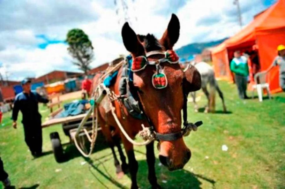 Distrito ha recibido 1.000 caballos en restitución de vehículos de tracción animal
