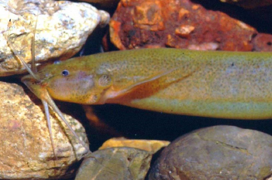 Con este descubrimiento ya son 16 las especies registradas para la cuenca del río Magdalena / Instituto Humboldt