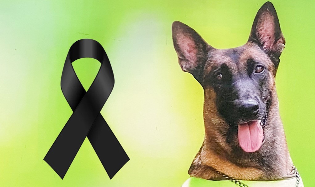 Canina antiexplosivos muere por detonación en Cúcuta en paro armado del Eln