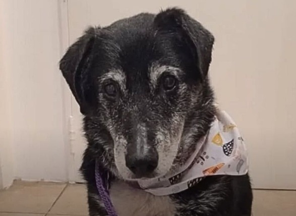 “Bienvenido, Pepe”: la emotiva adopción del perrito más anciano de un refugio