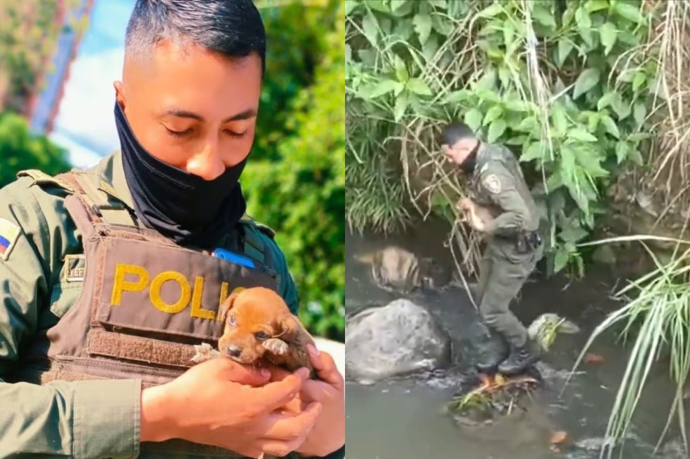 (Video) Policía rescató a un cachorro que fue abandonado en el río Cali