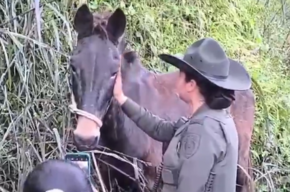 Antonio, un caballo de 20 años, está bien: autoridades descartan caso de maltrato