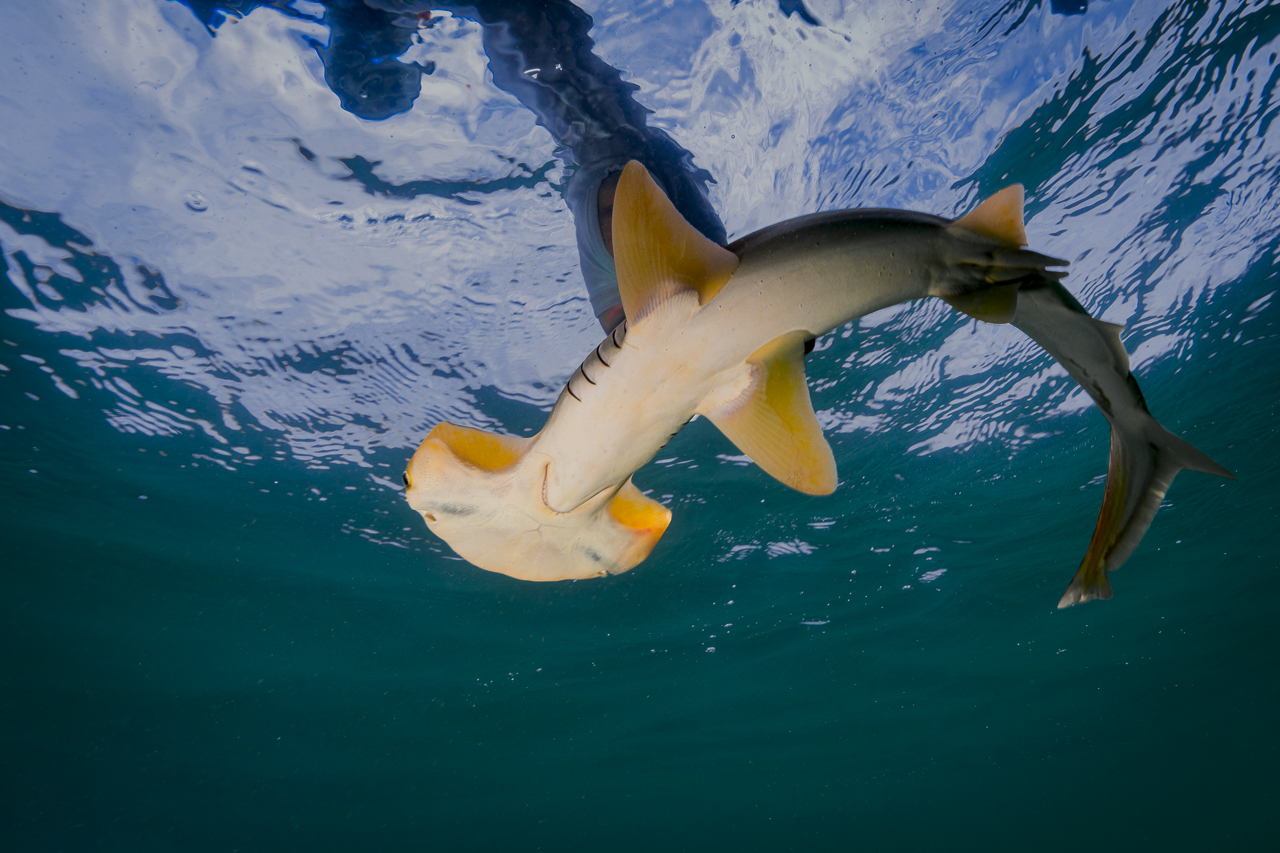 tiburón martillo pequeño