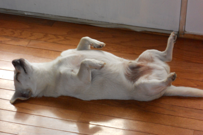 Spike, el perro más viejo del mundo, ¿cuántos años tiene? Guinness World Records.