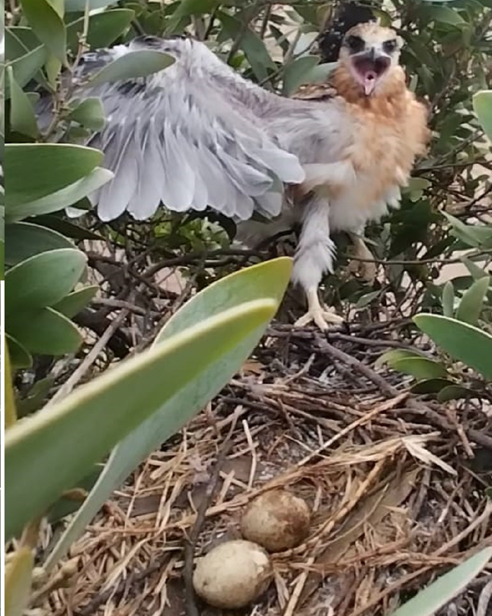 Ante la presencia de la pértiga, el animal se muestra desafiante para proteger sus huevos.