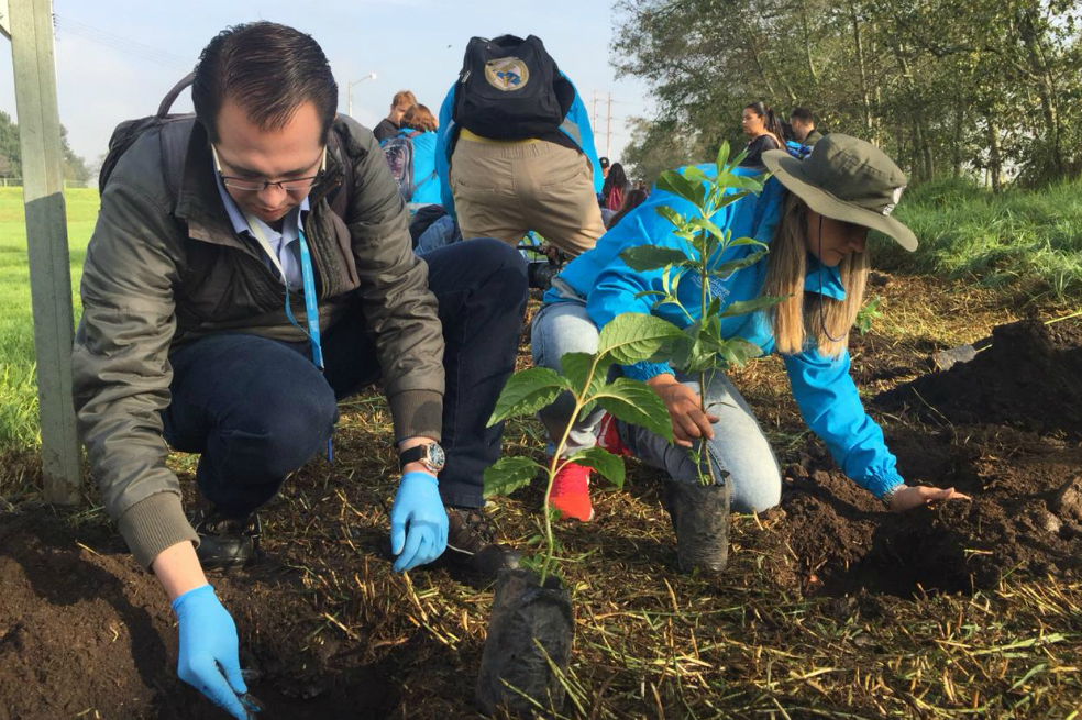 Proponen crear programa de reforestación para sembrar unos 25 millones de árboles