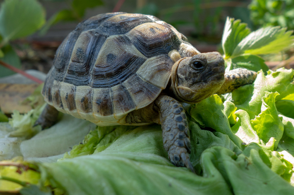 Detienen a dos alemanes en España por tráfico de tortugas
