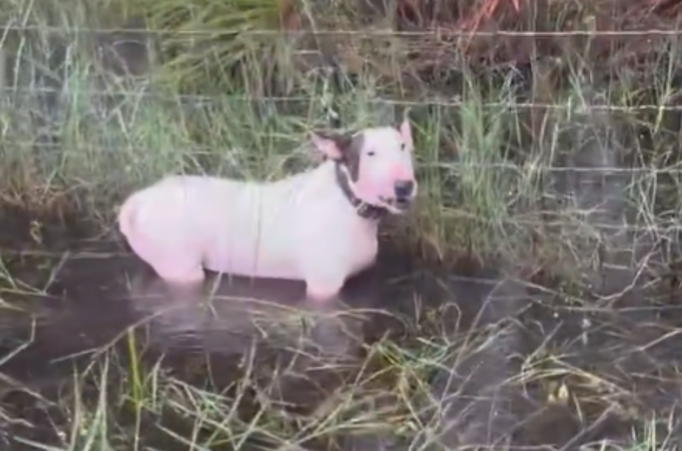 (Video) Rescatan a un perro que habían dejado amarrado en medio del huracán Milton