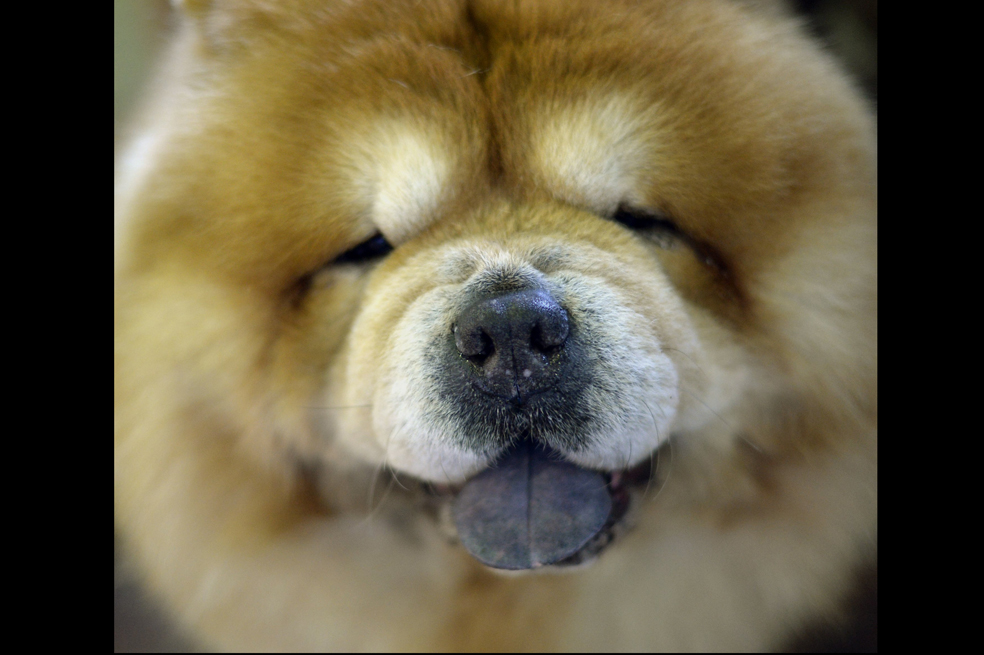 Razas de perros: estas son las 3 más desobedientes