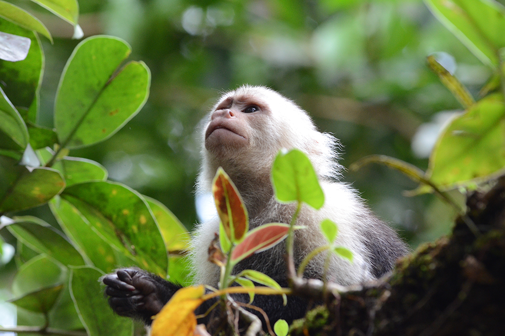 Las maravillas naturales con las que Colombia deslumbra en NatGeo