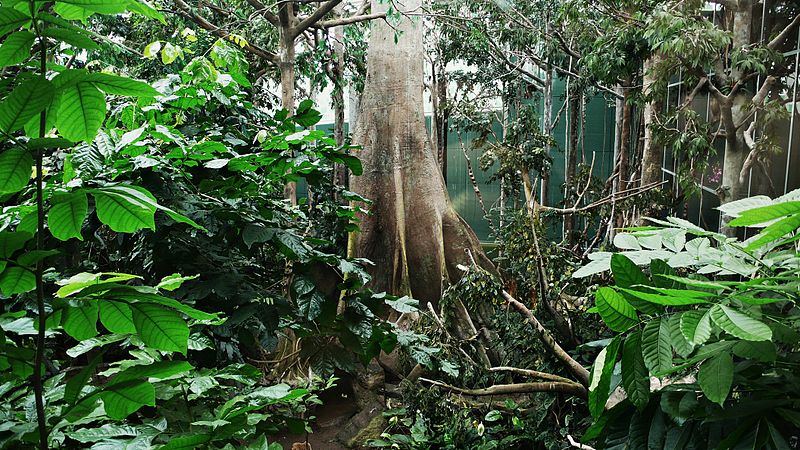 Los bosques tropicales pasaron de capturar carbono a emitirlo