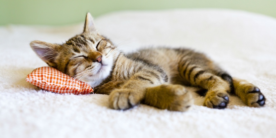¿Por qué es importante dormir?