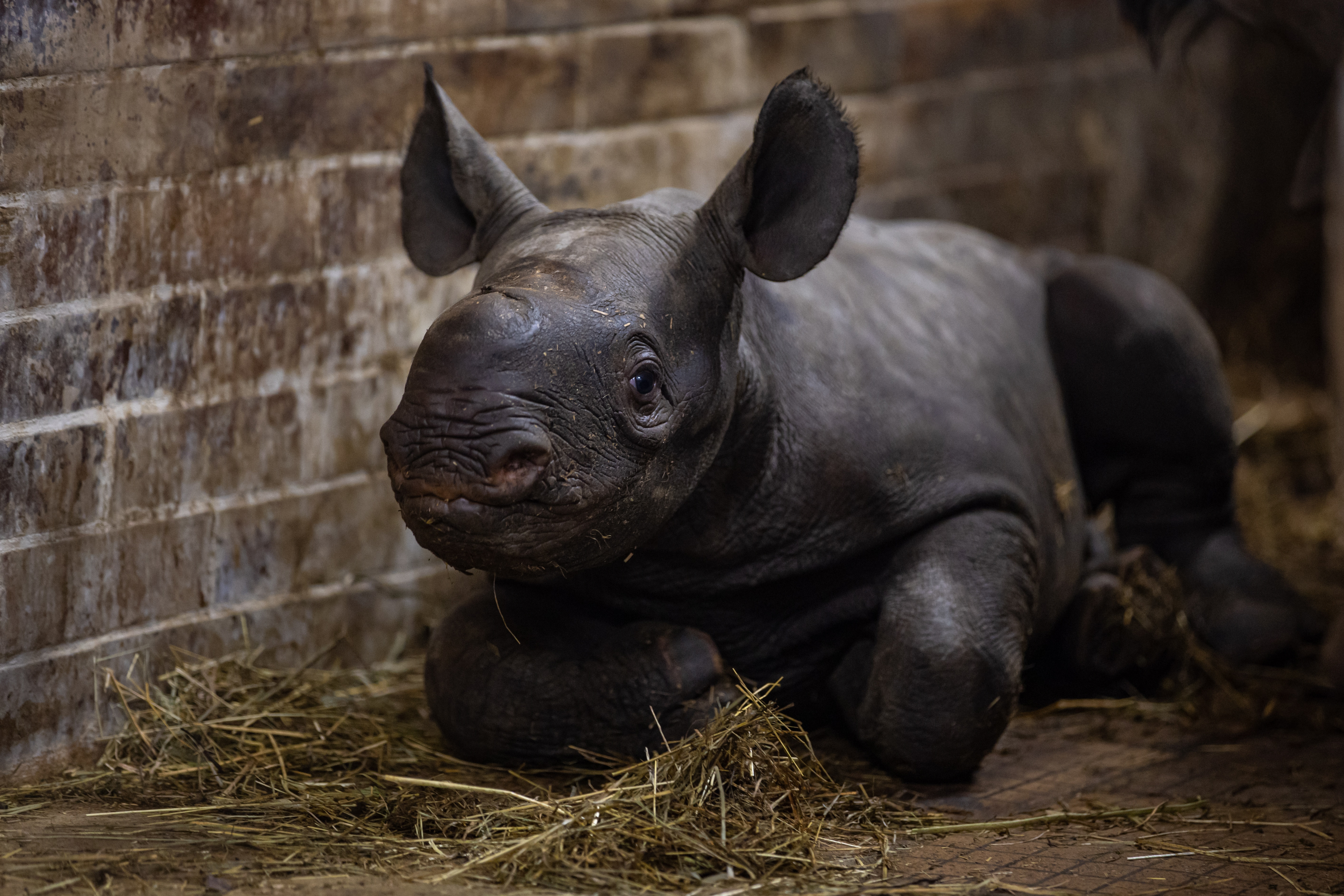 Dvur Kralove Nad Labem (Czech Republic), 13/03/2023.- A ten-day-old male eastern black rhinoceros (Diceros bicornis michaeli) calf named Magash inside its enclosure at the Safari Park in Dvur Kralove nad Labem, Czech Republic, 14 March 2023. The rhino species is listed as critically endangered. (República Checa) EFE/EPA/MARTIN DIVISEK