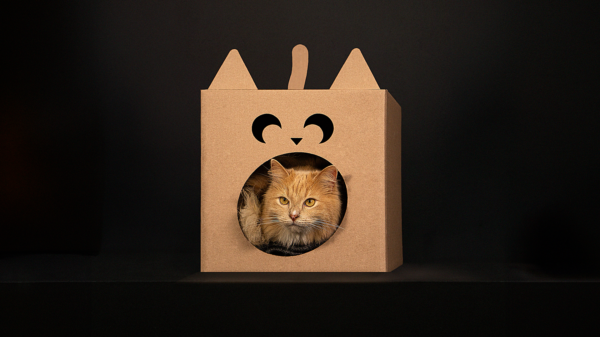 Inter Rapidísimo convierte sus cajas de envíos en casas para mascotas