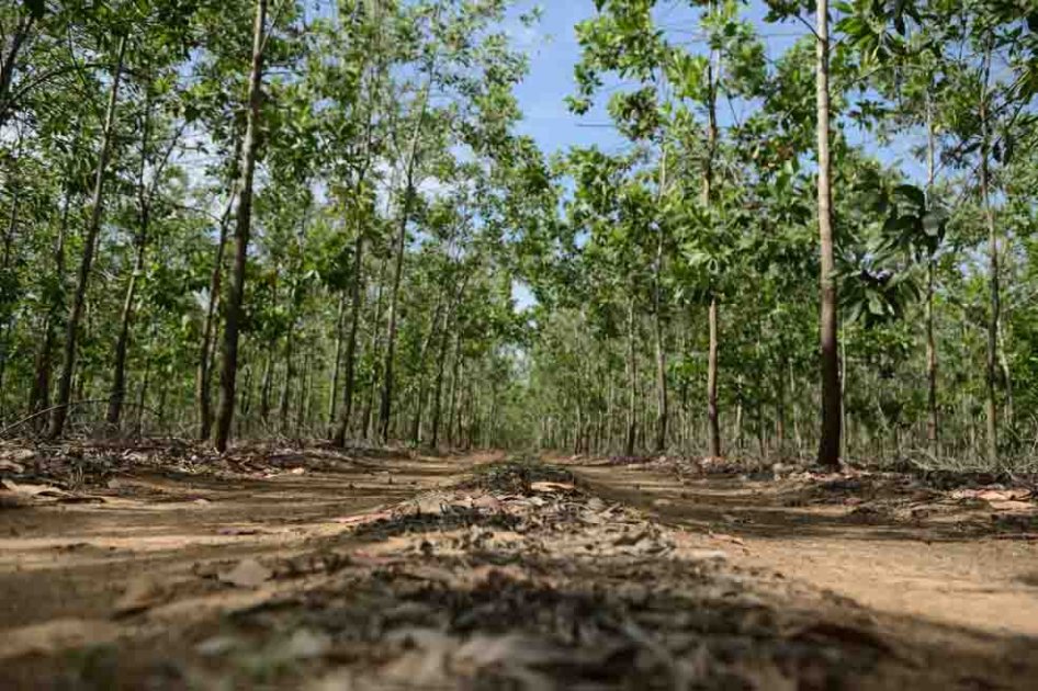 Un bosque rentable en el Llano