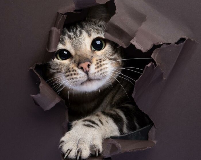 50 nombres originales para gatos machos
