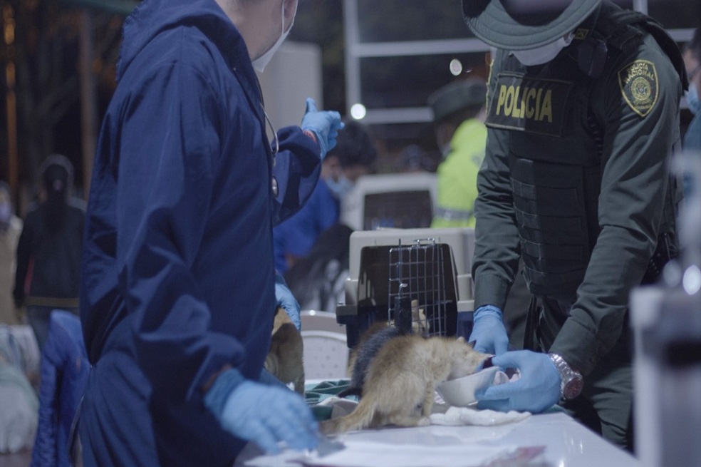 Distrito atendió 252 gatos en condiciones vulnerables, que trajeron desde Santander