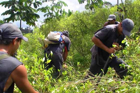 Colombia permanece en lista de mayores productores de drogas de EE.UU.