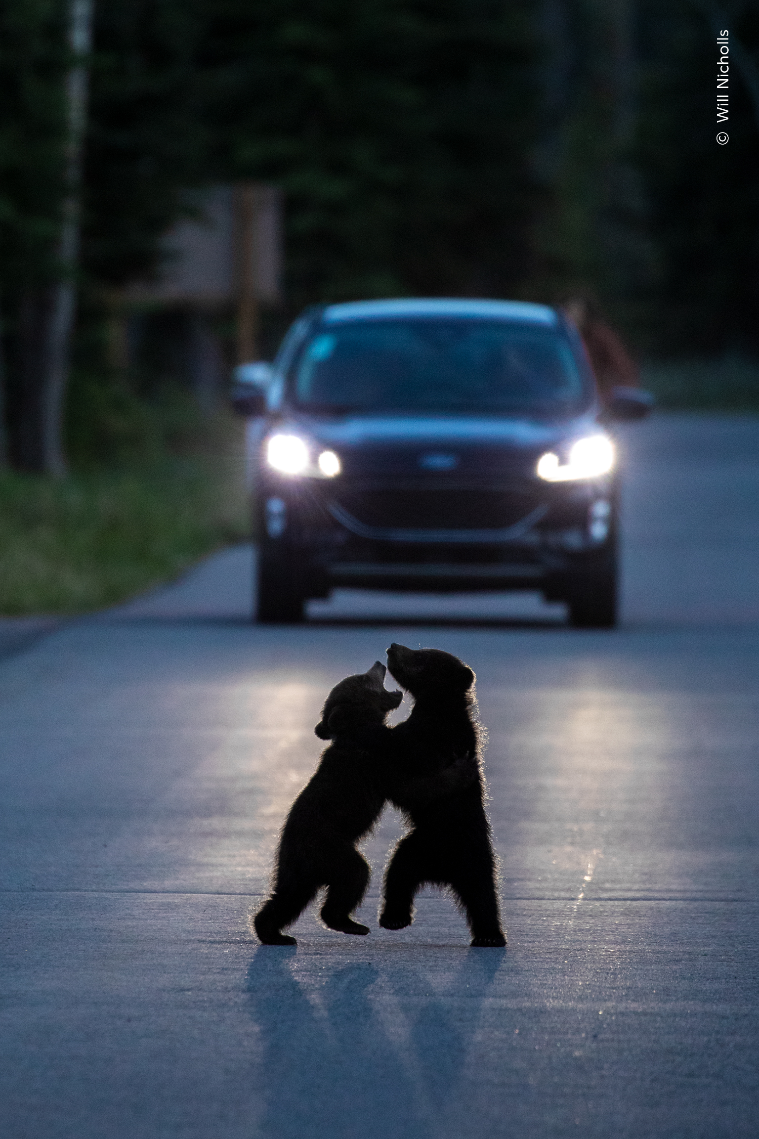 La silueta de dos cachorros de oso que juegan a pelear en medio de una carretera tranquila.