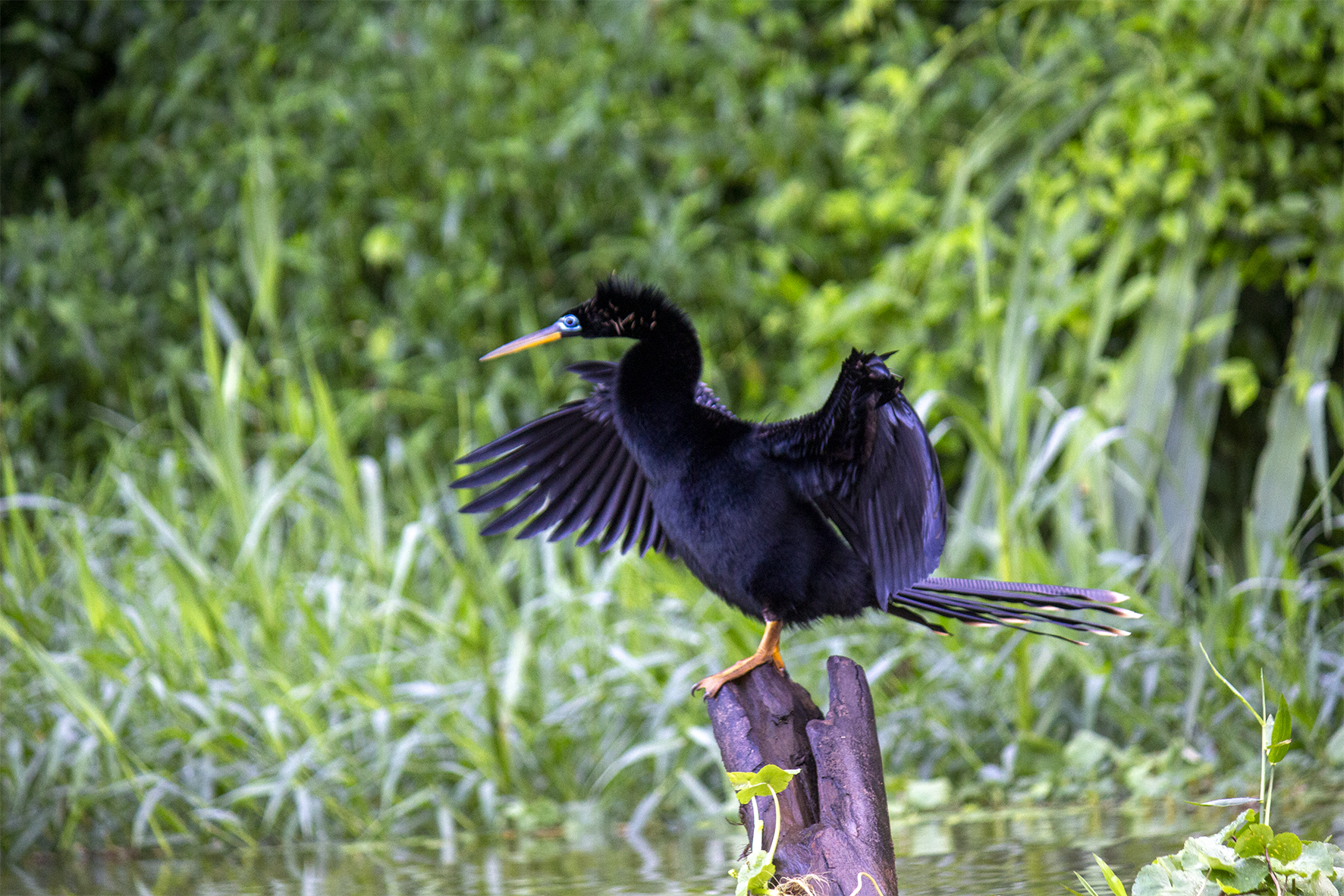 Aninga (Anhinga anhinga) 
Conocida localmente como "pato aguja" o "serpiente de agua". Nada sumergida con solo el cuello y cabeza fuera, acechando peces. Tras bucear, extiende sus alas para secarlas ya que su plumaje no es completamente impermeable, lo que le permite hundirse sin flotar.