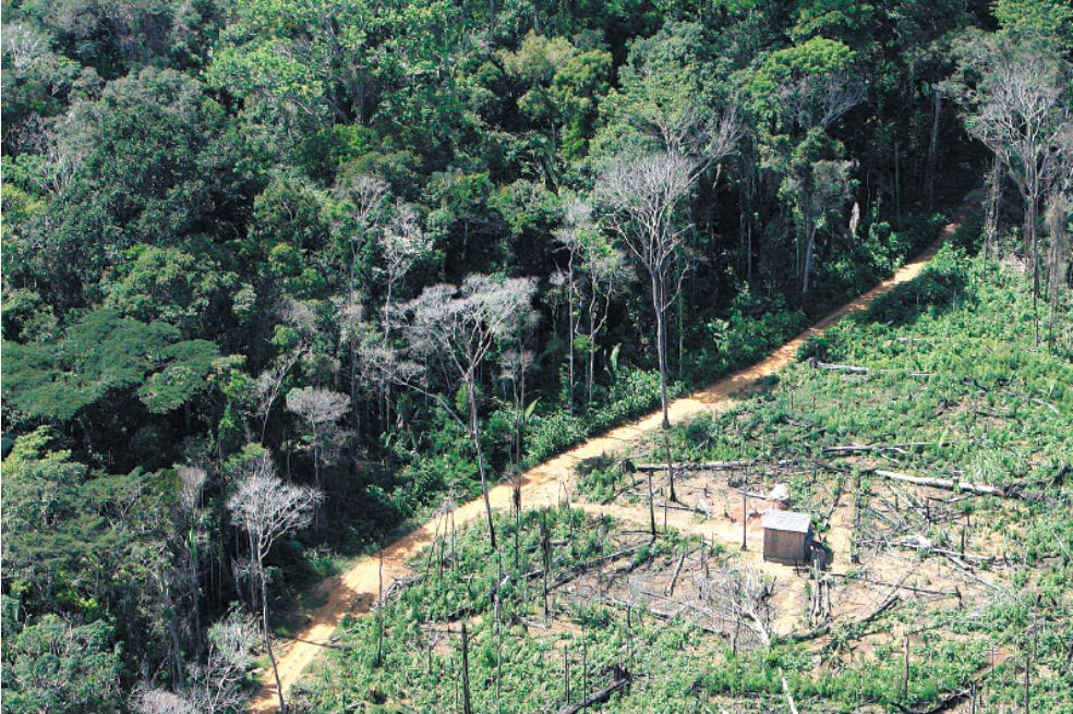 Lo que Brasil le puede enseñar a Colombia para no deforestar el Amazonas