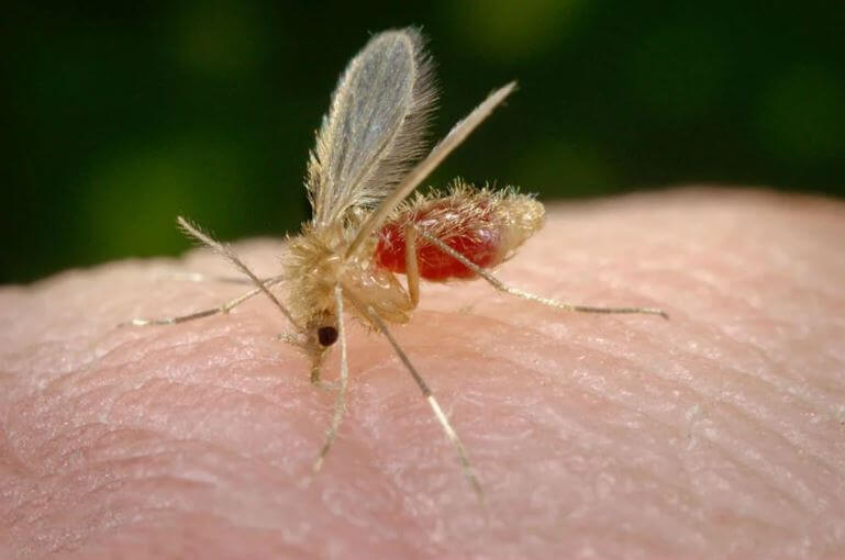 La leishmaniasis es causada por parásitos protozoarios de Leishmania que se transmiten por la picadura de moscas de la arena infectadas de flebotomina. / OMS