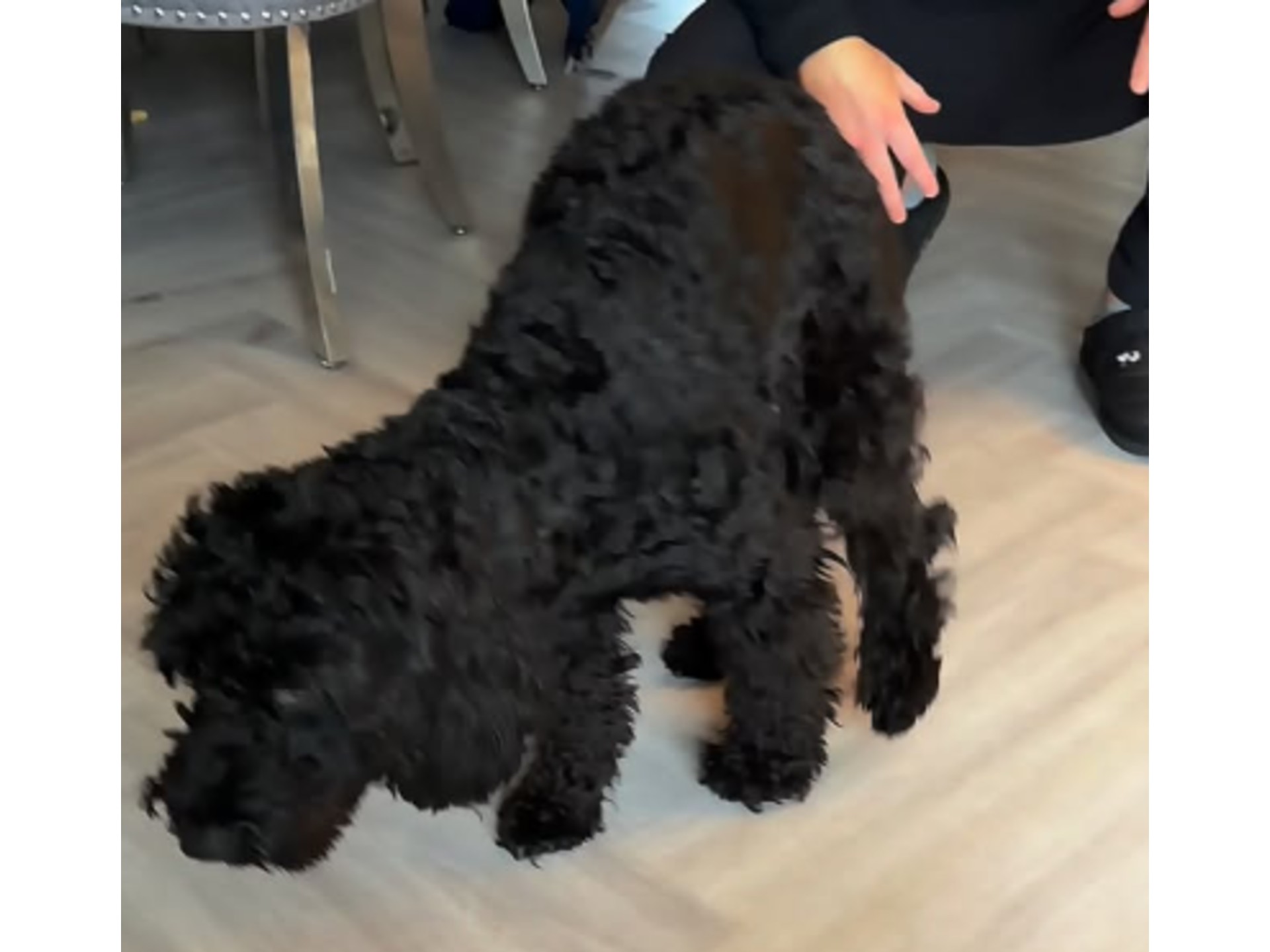 Dueños gastan cientos de dólares en el veterinario, diagnóstico de su perro los sorprende