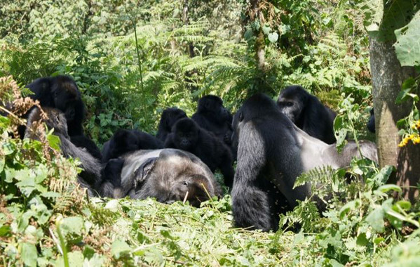 Las áreas protegidas podrían no ser suficientes para cuidar especies silvestres