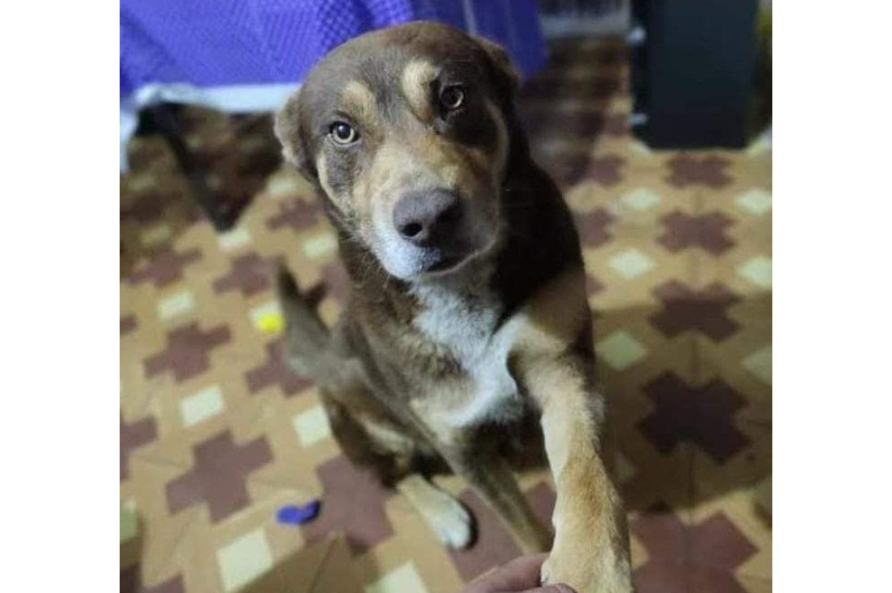 Fiscalía condenó a 18 meses de prisión a hombre que mató a un perro en Pasto, Nariño