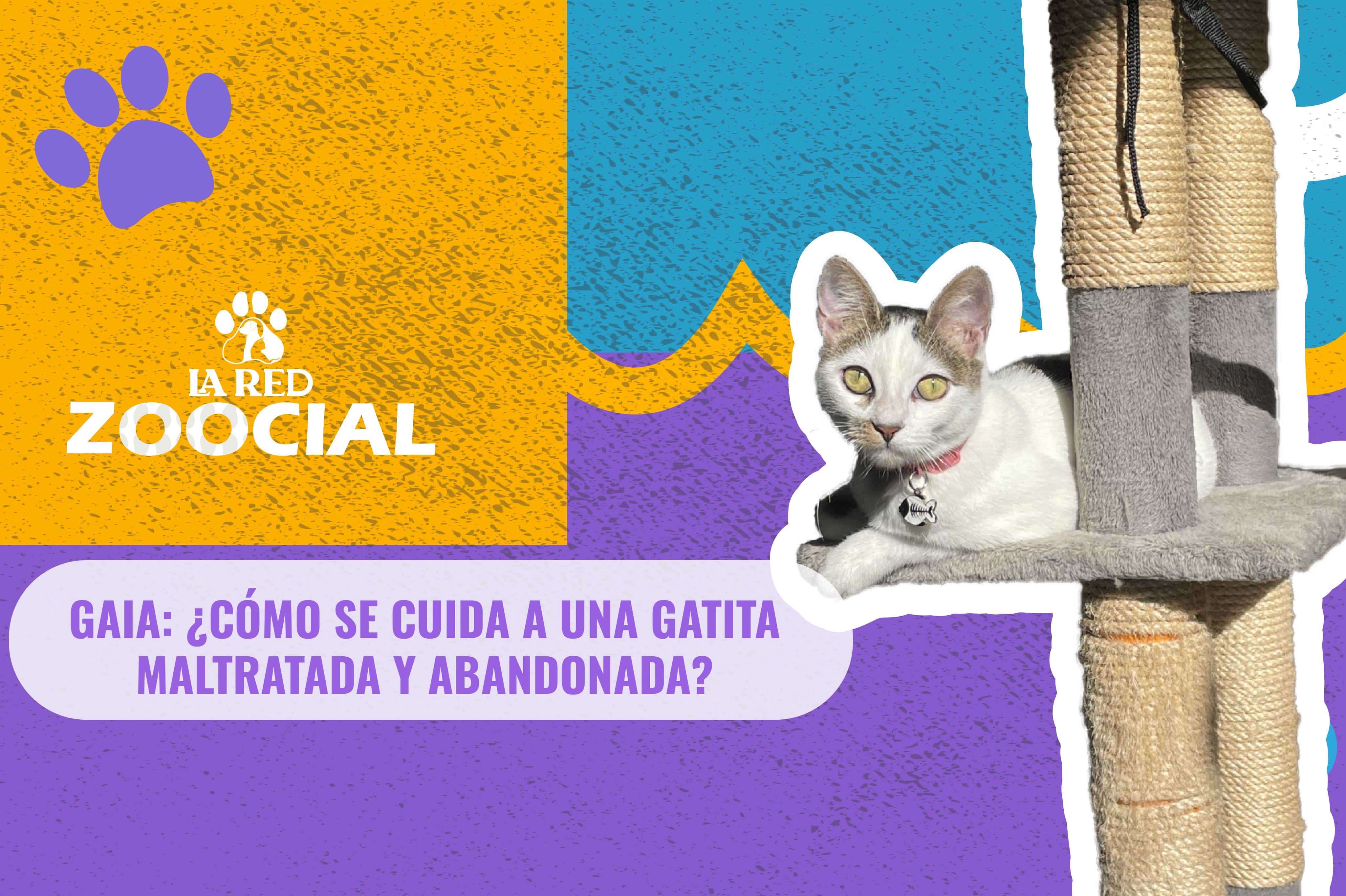 (Video) Gaia: ¿cómo se cuida a una gatita maltratada y abandonada?