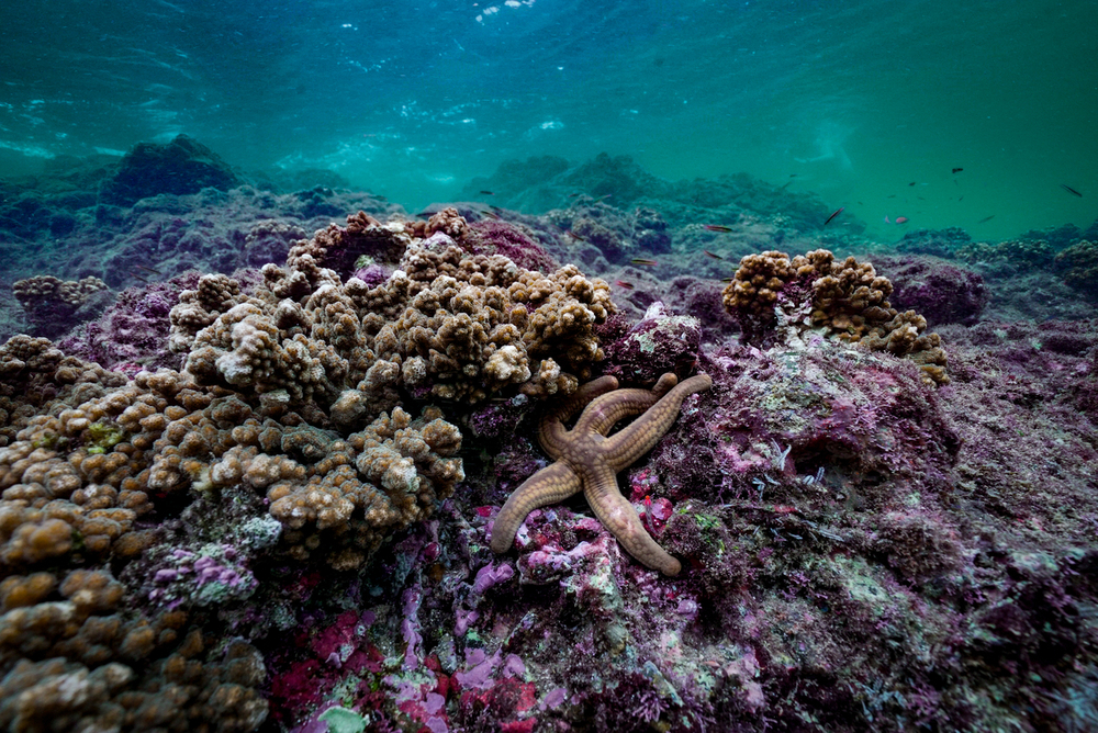 La mitad de los arrecifes de coral estarían en condiciones ‘inadecuadas’ para 2035
