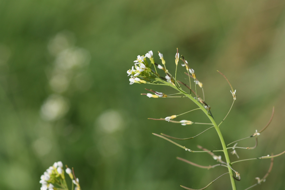 Estudio revela que las plantas podrían llegar a emitir sonidos cuando están bajo estrés