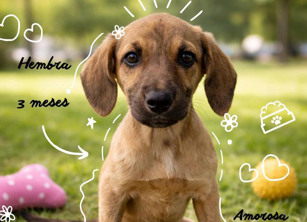 Iban a ser sacrificados por su discapacidad, ahora estos cachorros buscan hogar en Bogotá