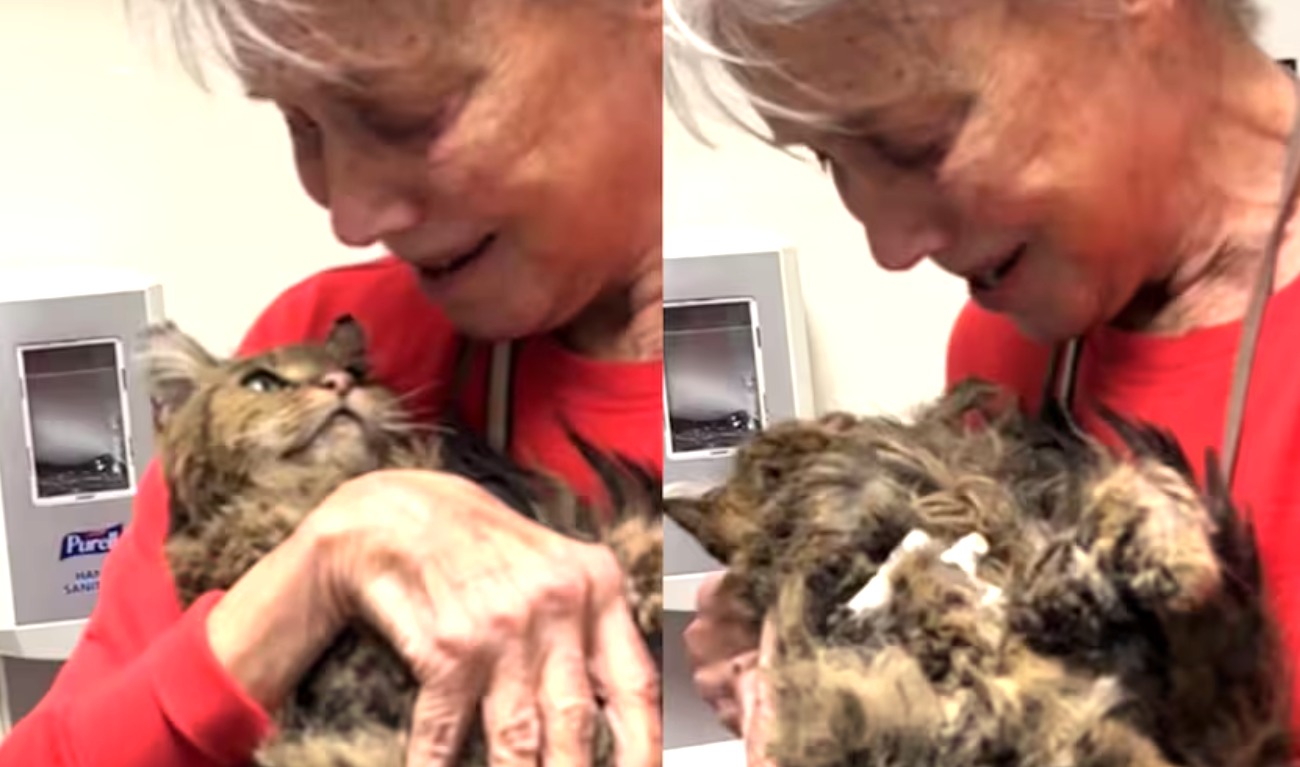El emotivo reencuentro de una gata con su dueña tras los incendios de Los Ángeles