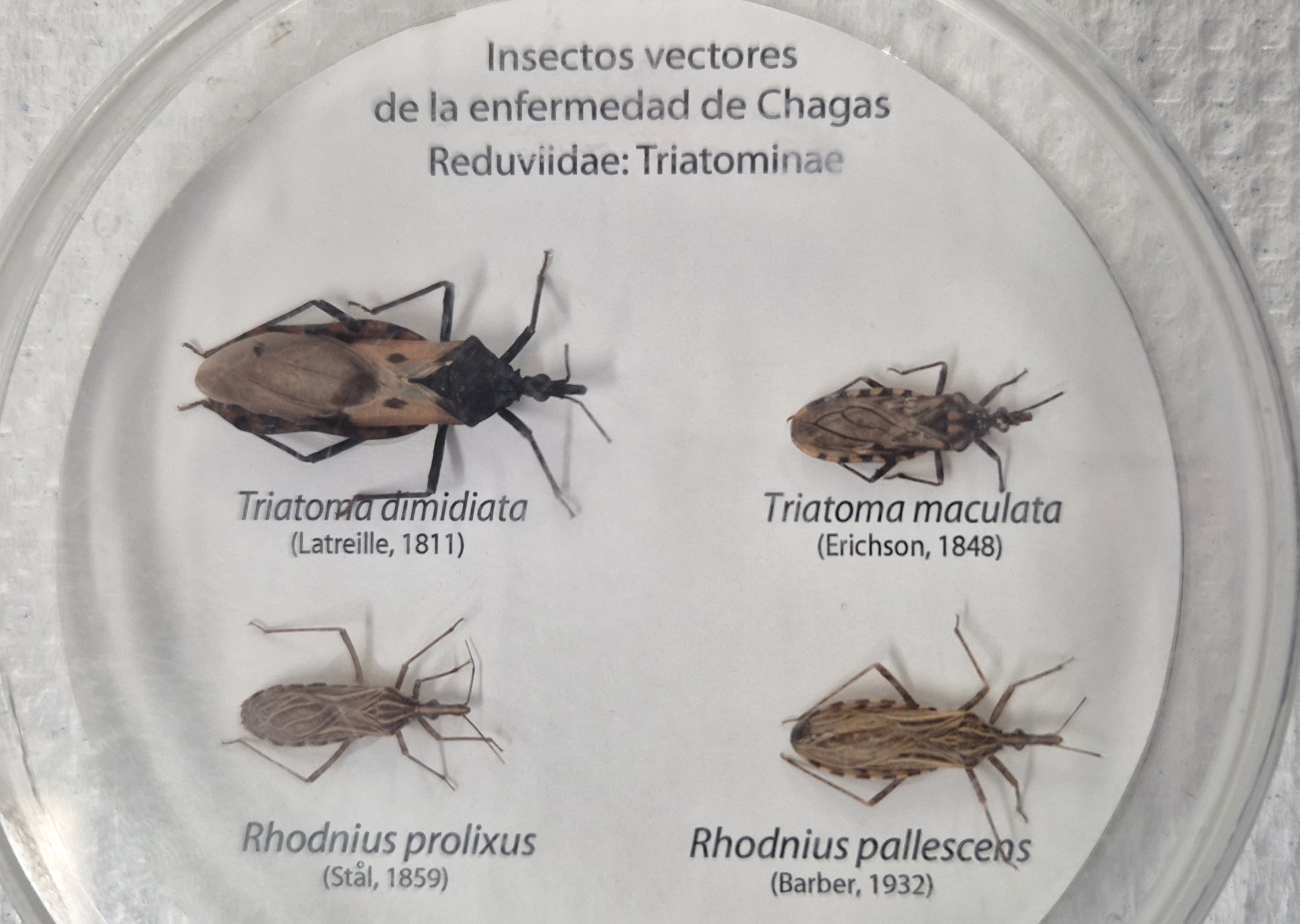 Algunos de los insectos que transmiten el parásito que causa la enfermedad de Chagas.