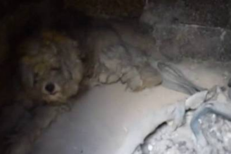 Loukomakis, el perro que sobrevivió a los incendios de Grecia y ahora busca un hogar