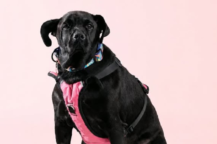 El equipo médico de la fundación certificó que la canina se encuentra esterilizada, vacunada y desparasitada.