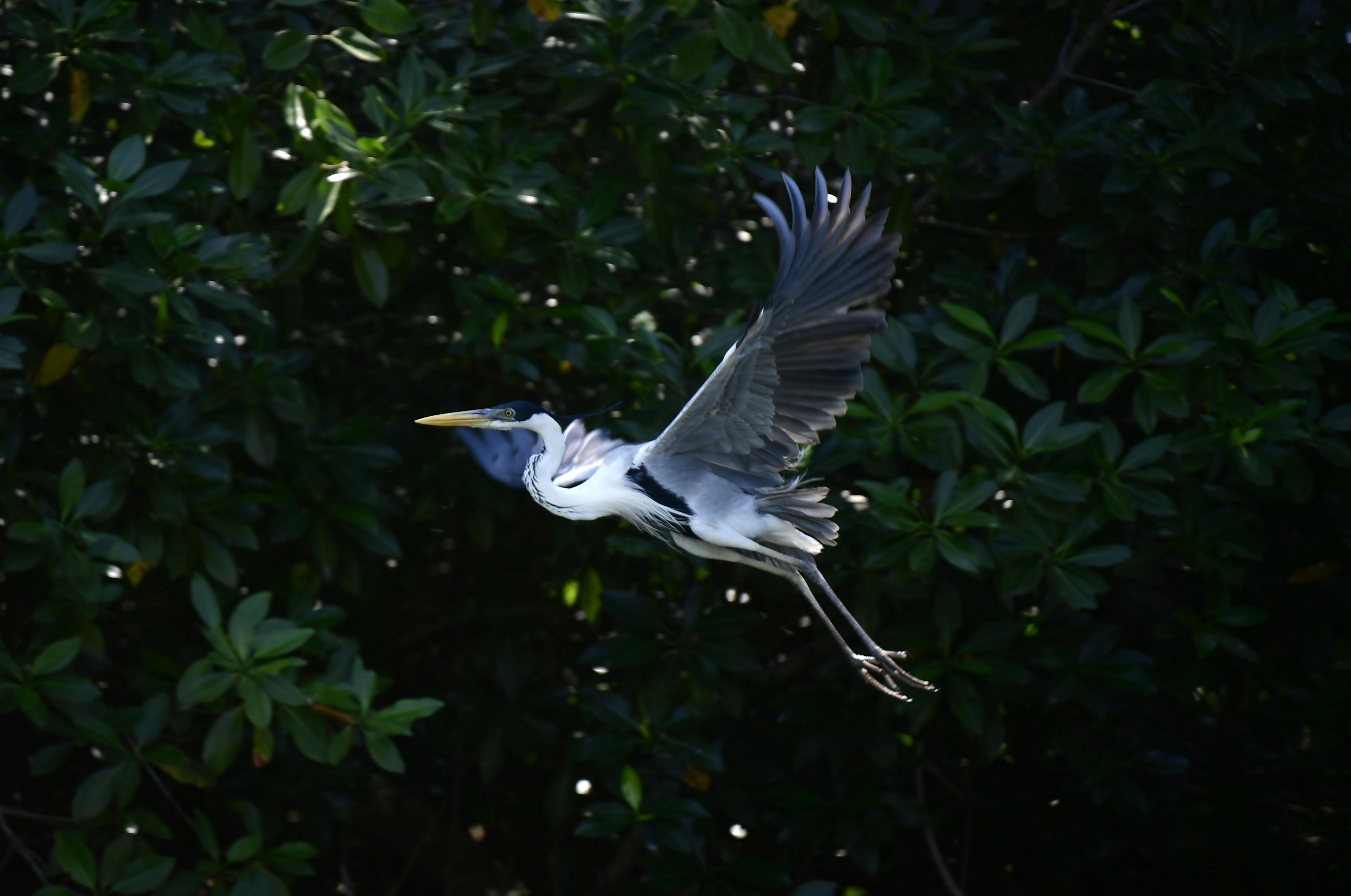 Enciclopedia de aves más grande del mundo habilitó acceso gratuito para colombianos