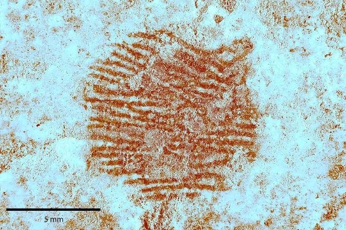 Científicos descubren una de las huellas dactilares más antiguas del mundo
