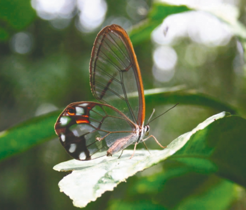 Ecoturismo comunitario: malestar por los cambios desde Parques Naturales