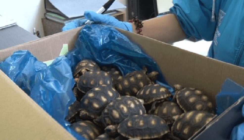 Incautaron partes de animales exóticos en el aeropuerto El Dorado de Bogotá