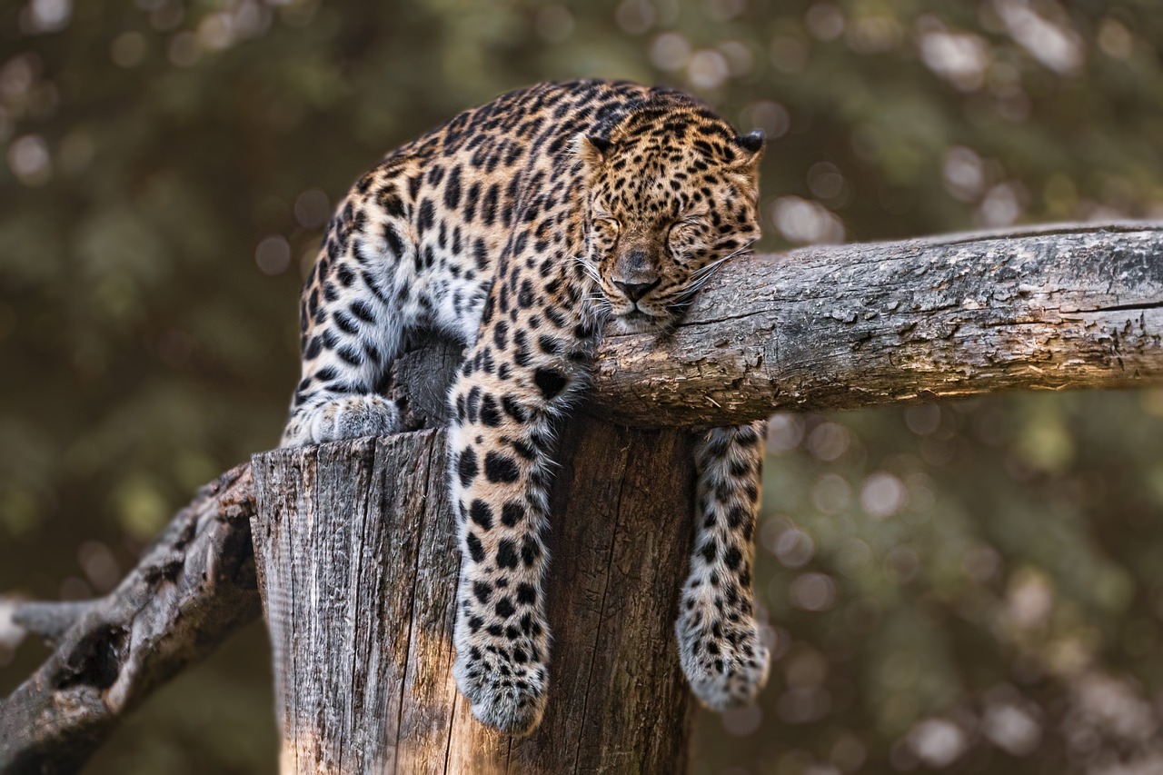 (Video) Animales peligrosos que pueden terminar siendo amables