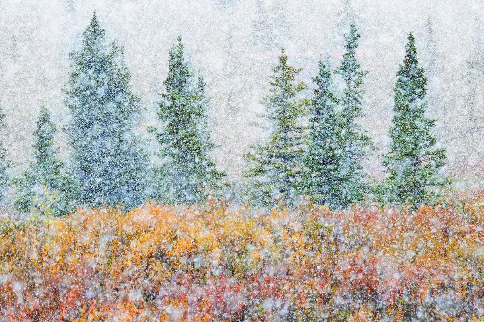 Categoría Tierra:
Alessandro Carboni retrata el momento en el que dos estaciones chocan en Alaska con un impresionante despliegue de colores otoñales en el bosque cubierto por las primeras gotas de nieve.