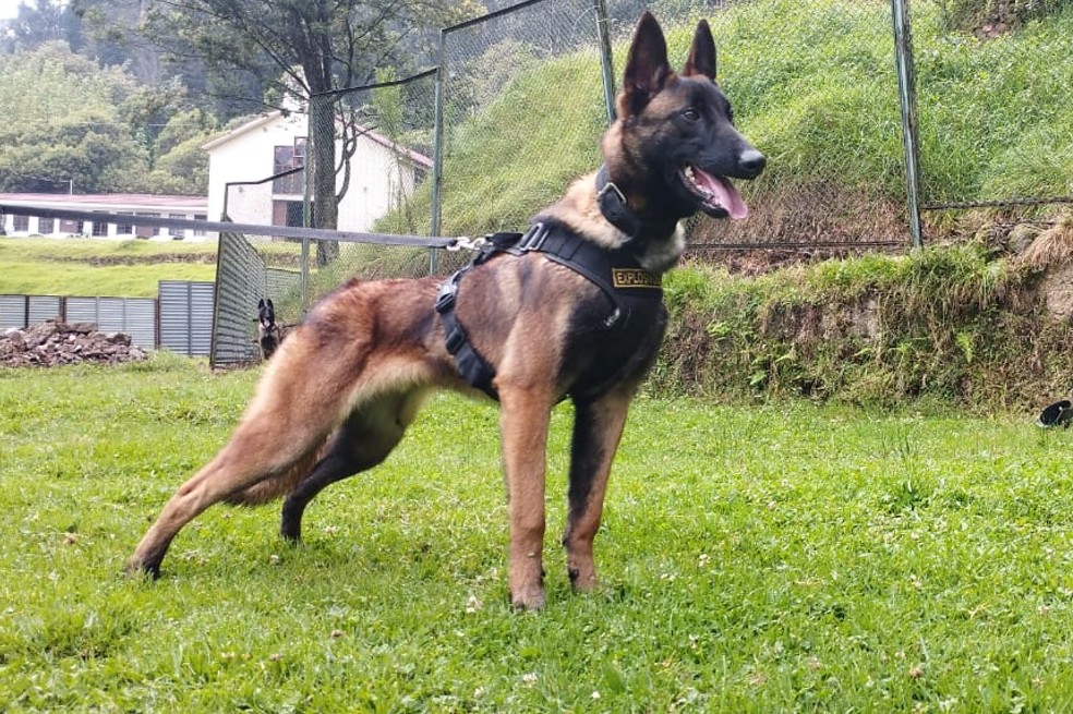 A Wilson lo esperan Oliver y Hachiko, dos perros rescatistas del Ejército Nacional