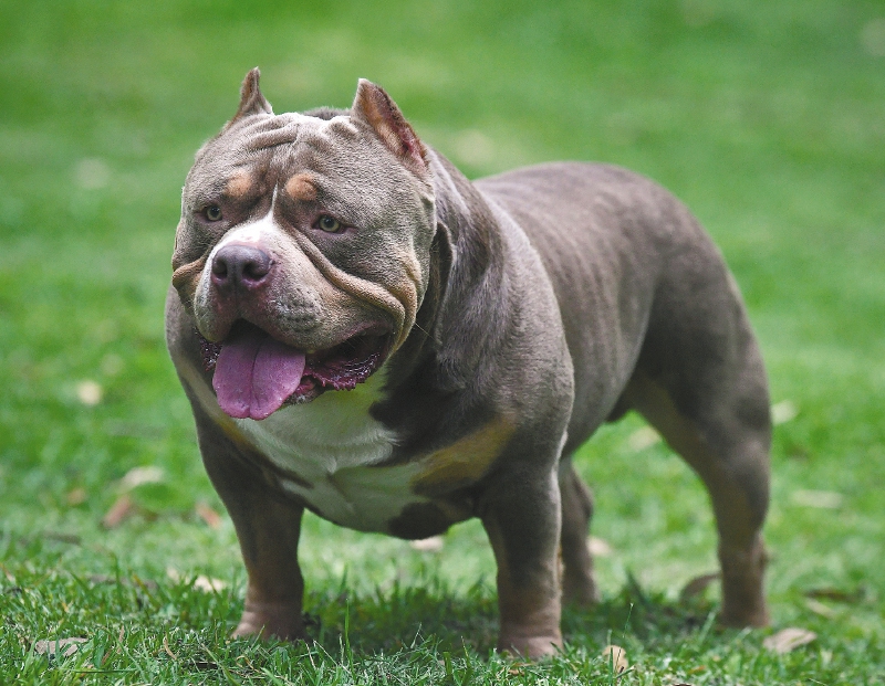 Escocia impone nuevas medidas a dueños de perros American Bully XL
