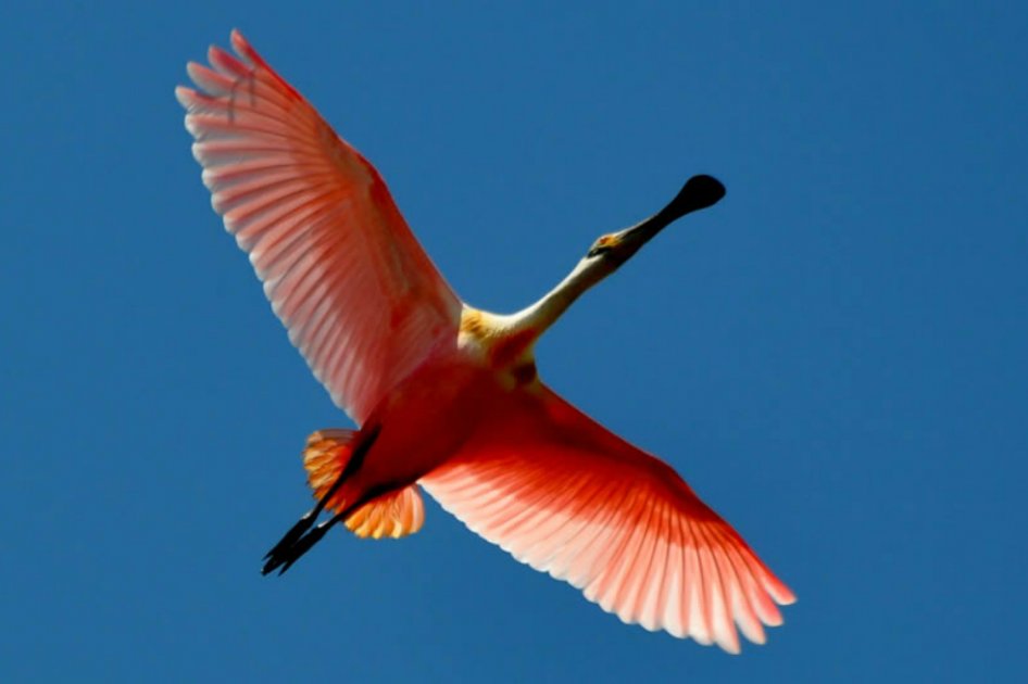 Pato cuchara en el Santuario de Fauna y Flora Los Flamencos. / Cortesía Róbinson Galindo Tarazona